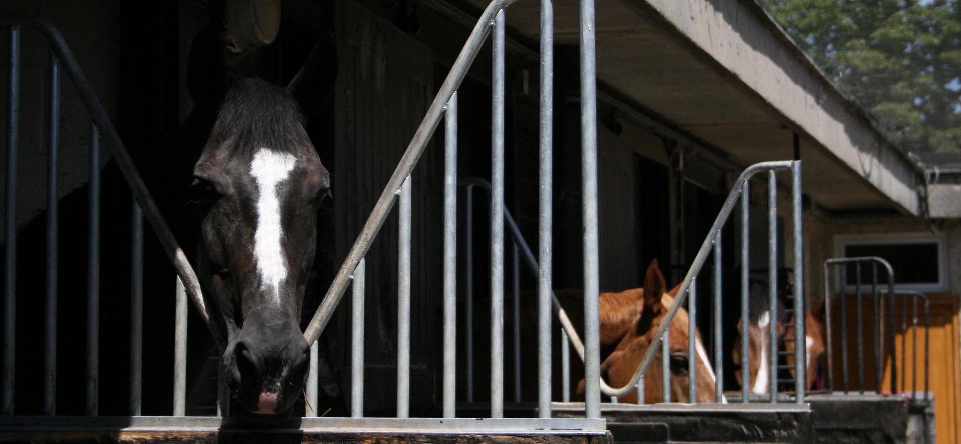 Etrier de Paris - Centre Equestre - Ecole Equitation