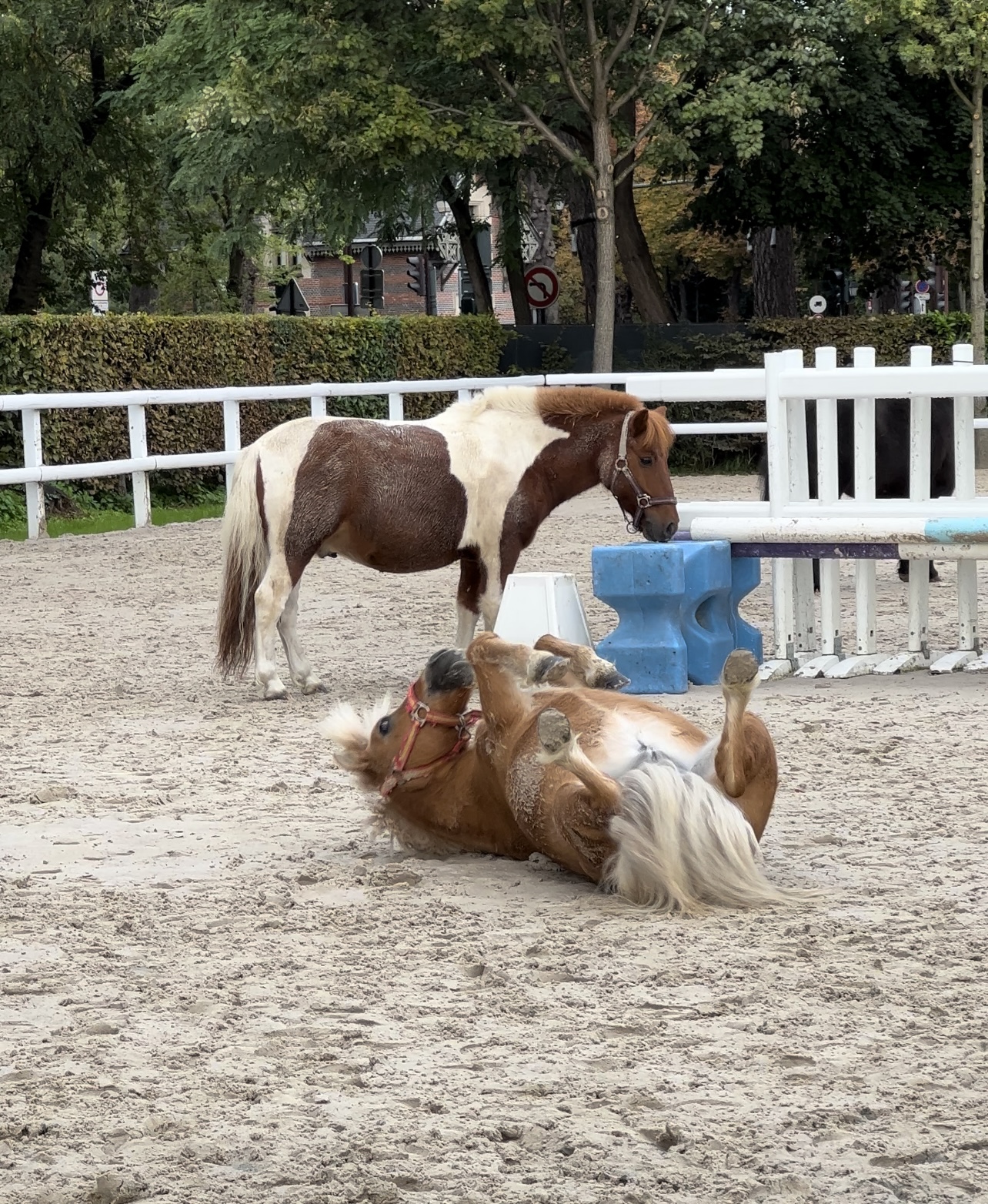 Etrier de Paris - Centre Equestre - Ecole Equitation