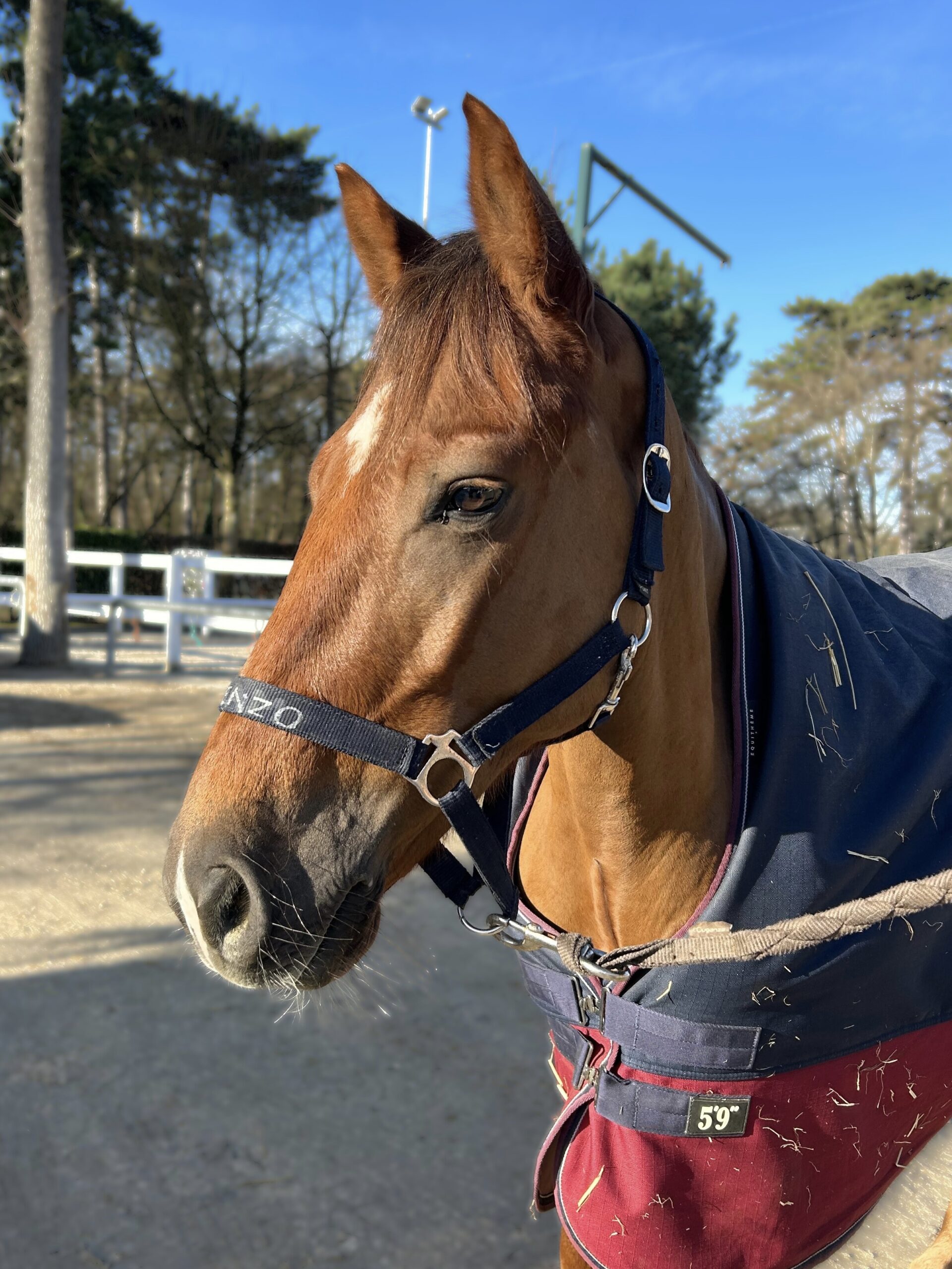 IMG_2938 – Modifié